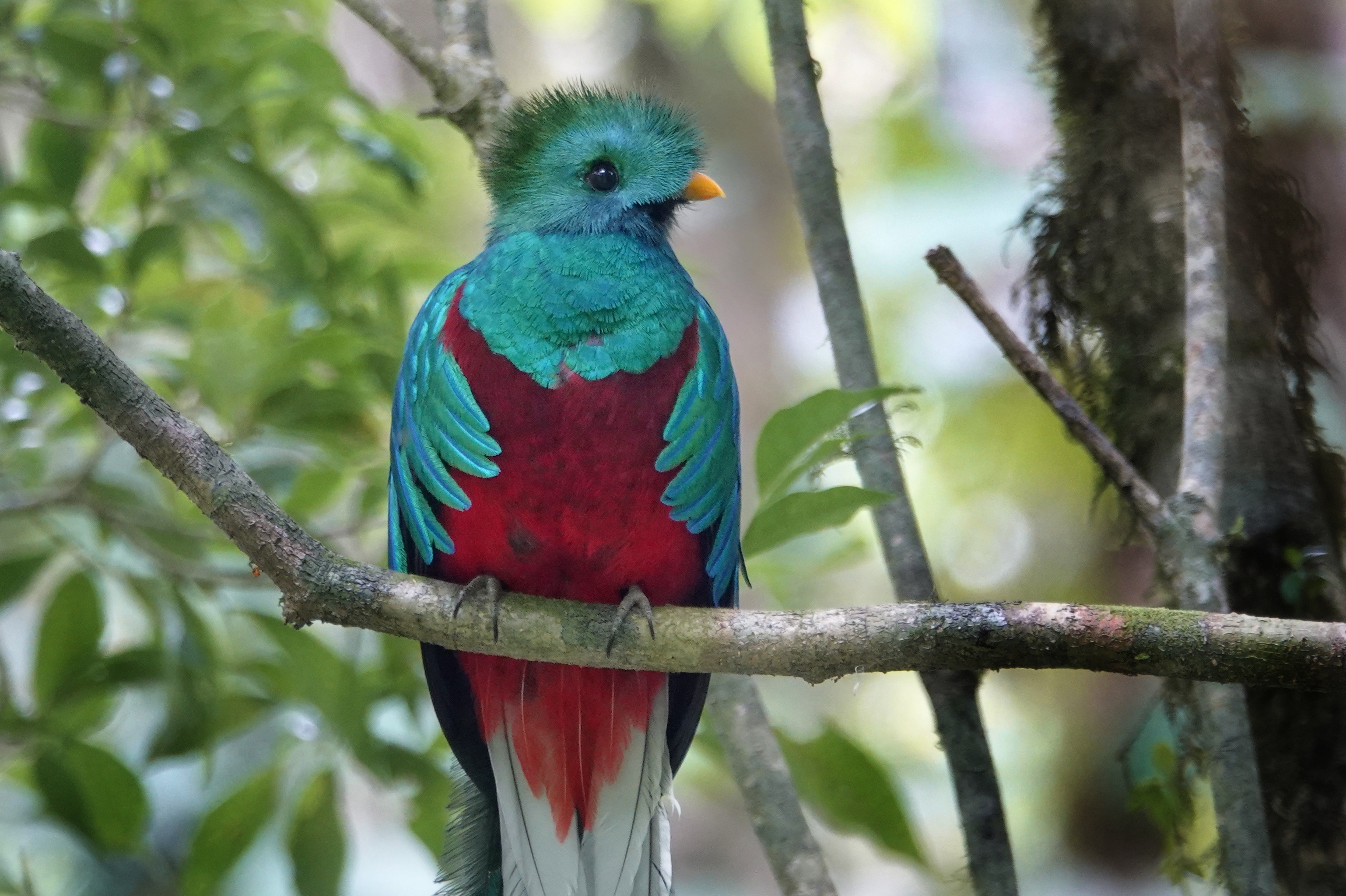 Quetzal chantant